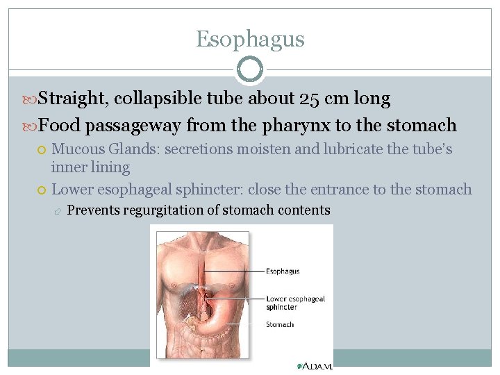 Esophagus Straight, collapsible tube about 25 cm long Food passageway from the pharynx to