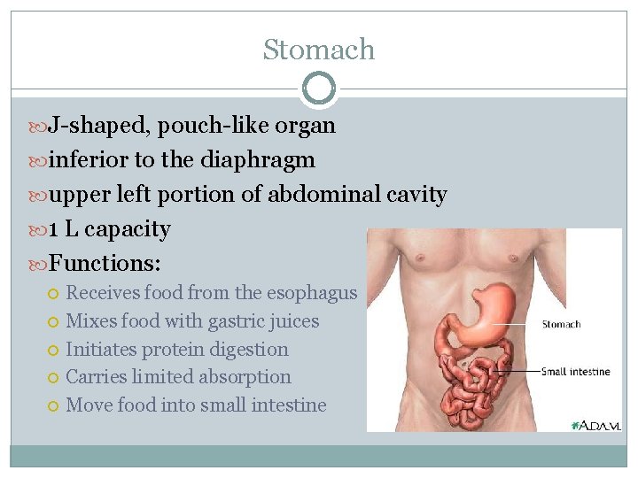 Stomach J-shaped, pouch-like organ inferior to the diaphragm upper left portion of abdominal cavity