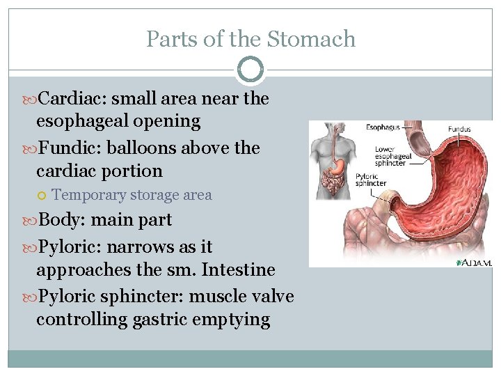 Parts of the Stomach Cardiac: small area near the esophageal opening Fundic: balloons above