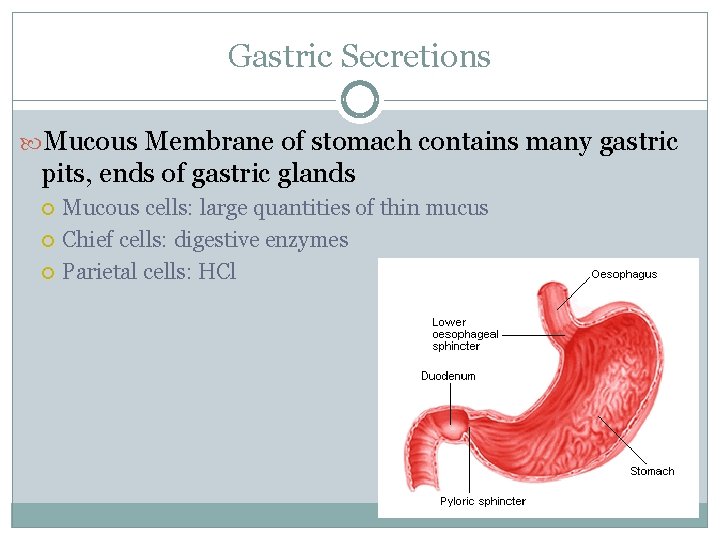 Gastric Secretions Mucous Membrane of stomach contains many gastric pits, ends of gastric glands