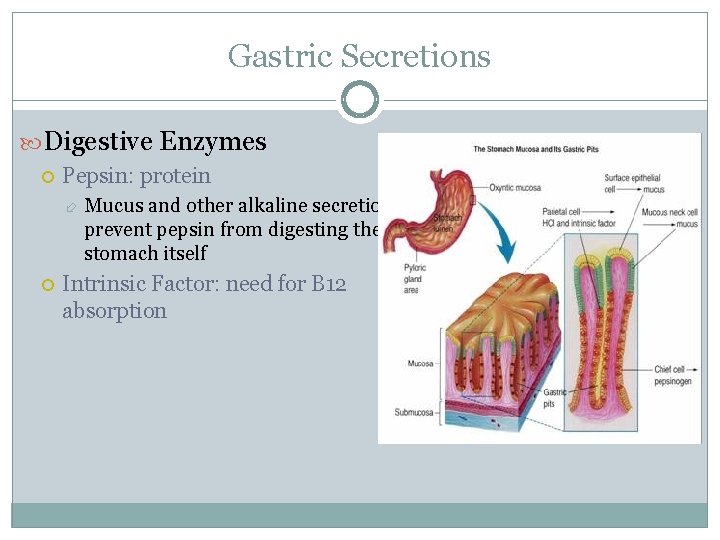 Gastric Secretions Digestive Enzymes Pepsin: protein Mucus and other alkaline secretions prevent pepsin from