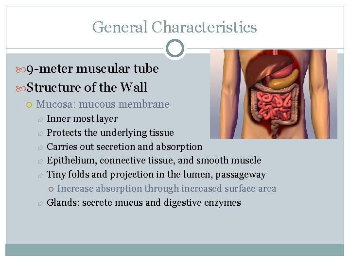 General Characteristics 9 -meter muscular tube Structure of the Wall Mucosa: mucous membrane Inner