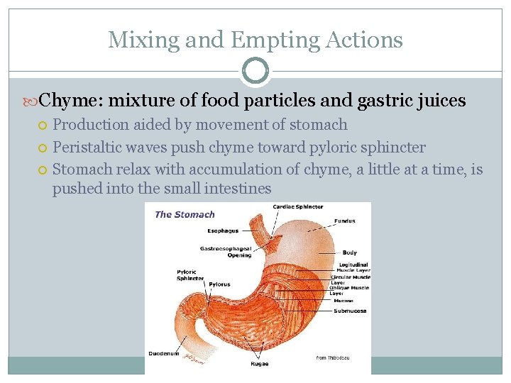 Mixing and Empting Actions Chyme: mixture of food particles and gastric juices Production aided