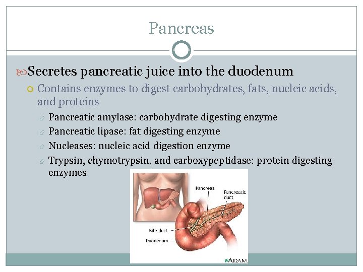 Pancreas Secretes pancreatic juice into the duodenum Contains enzymes to digest carbohydrates, fats, nucleic