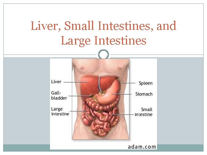 Liver, Small Intestines, and Large Intestines 