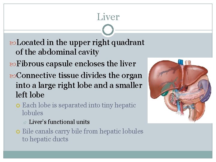 Liver Located in the upper right quadrant of the abdominal cavity Fibrous capsule encloses
