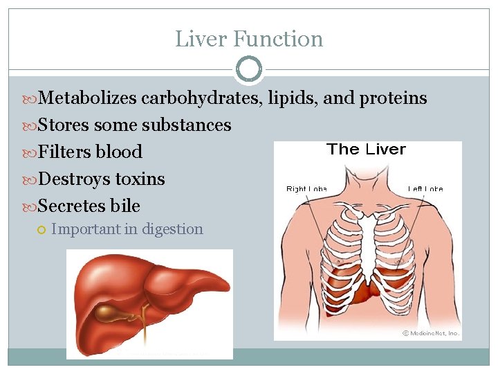 Liver Function Metabolizes carbohydrates, lipids, and proteins Stores some substances Filters blood Destroys toxins