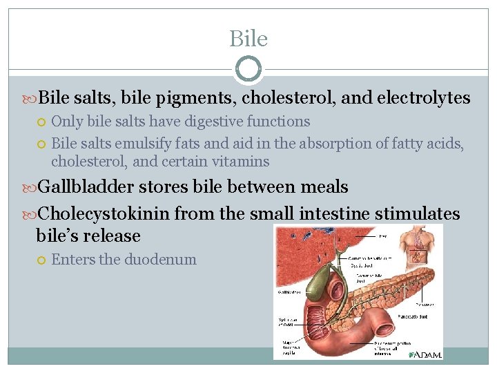 Bile salts, bile pigments, cholesterol, and electrolytes Only bile salts have digestive functions Bile