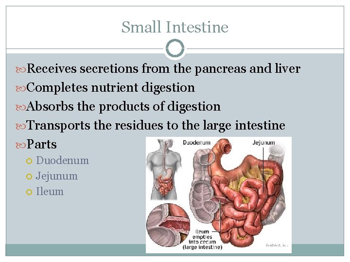 Small Intestine Receives secretions from the pancreas and liver Completes nutrient digestion Absorbs the