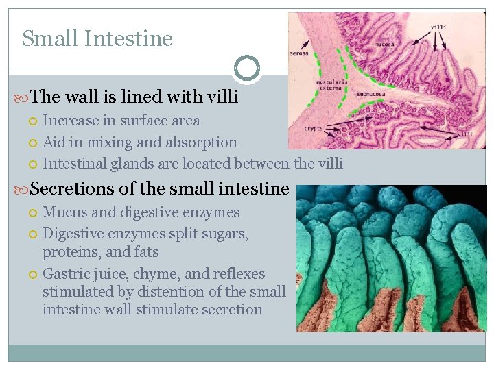 Small Intestine The wall is lined with villi Increase in surface area Aid in