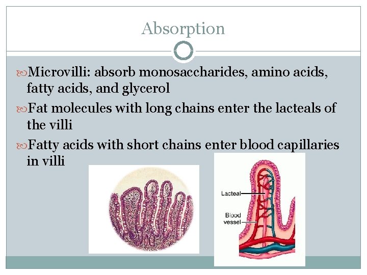 Absorption Microvilli: absorb monosaccharides, amino acids, fatty acids, and glycerol Fat molecules with long
