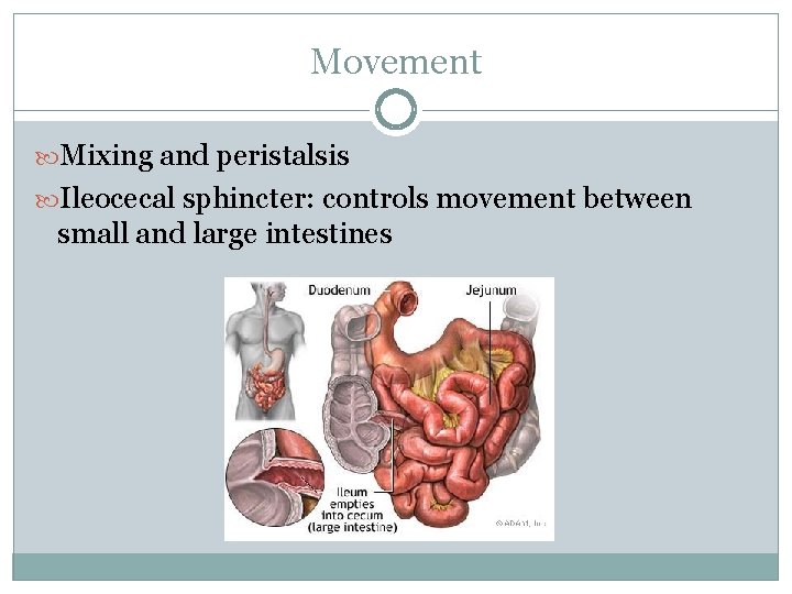 Movement Mixing and peristalsis Ileocecal sphincter: controls movement between small and large intestines 