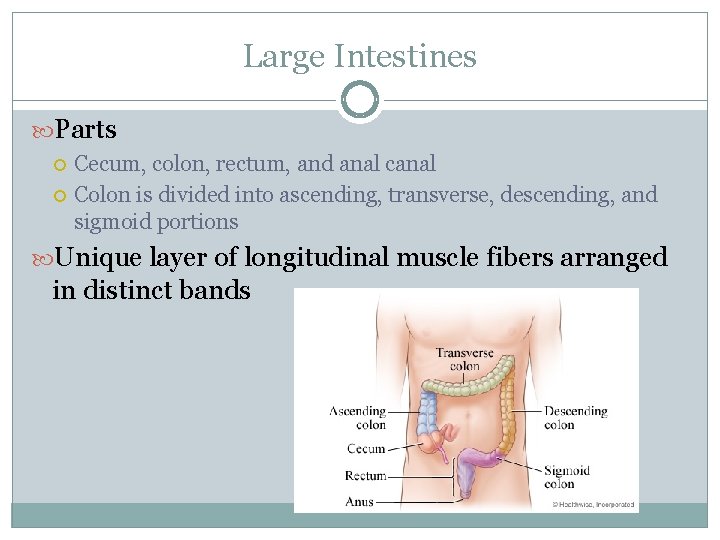 Large Intestines Parts Cecum, colon, rectum, and anal canal Colon is divided into ascending,
