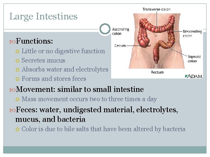 Large Intestines Functions: Little or no digestive function Secretes mucus Absorbs water and electrolytes