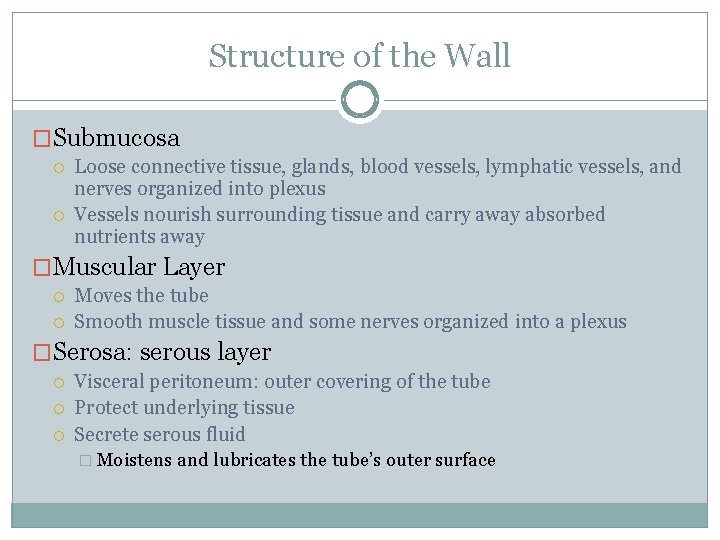 Structure of the Wall �Submucosa Loose connective tissue, glands, blood vessels, lymphatic vessels, and