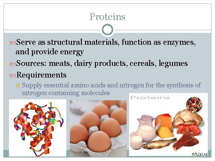 Proteins Serve as structural materials, function as enzymes, and provide energy Sources: meats, dairy