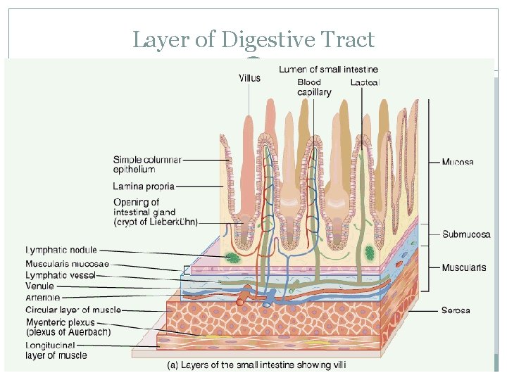 Layer of Digestive Tract 