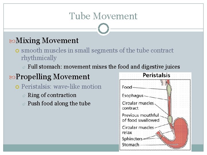 Tube Movement Mixing Movement smooth muscles in small segments of the tube contract rhythmically