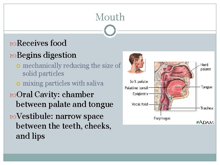 Mouth Receives food Begins digestion mechanically reducing the size of solid particles mixing particles