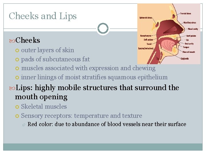 Cheeks and Lips Cheeks outer layers of skin pads of subcutaneous fat muscles associated