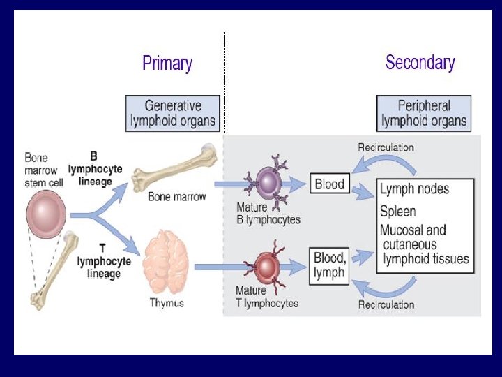 Tolerance and Regulation of the Immune Response Immunological
