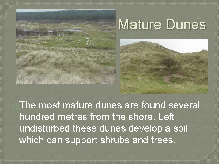 Mature Dunes �The most mature dunes are found several hundred metres from the shore.