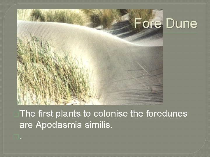 Fore Dune �The first plants to colonise the foredunes are Apodasmia similis. �. 