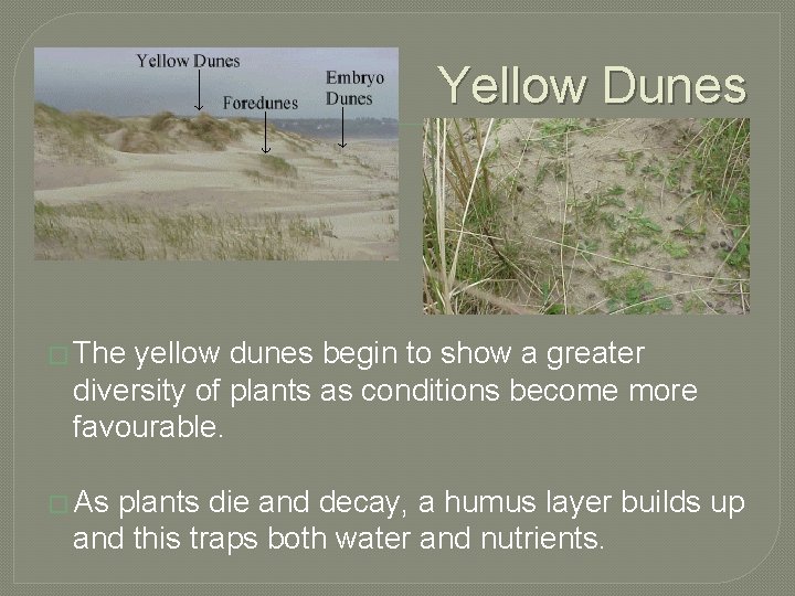 Yellow Dunes � The yellow dunes begin to show a greater diversity of plants