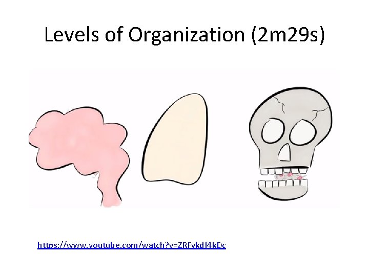 Levels of Organization (2 m 29 s) https: //www. youtube. com/watch? v=ZRFykdf 4 k.