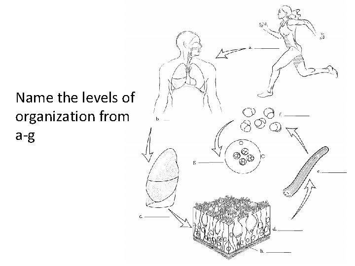Name the levels of organization from a-g 