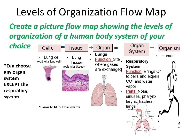 Levels of Organization Flow Map Create a picture flow map showing the levels of