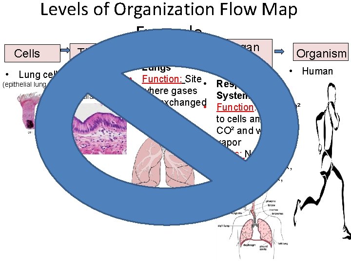 Levels of Organization Flow Map Example Cells • Lung cell (epithelial lung cell) Tissue