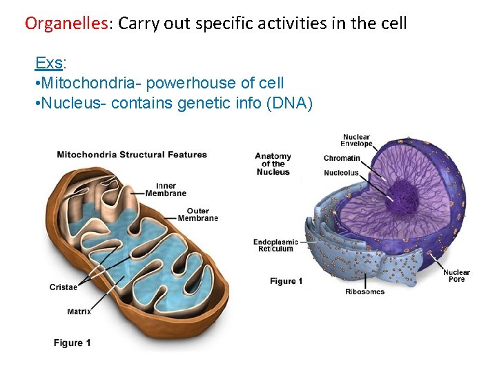 Organelles: Carry out specific activities in the cell Exs: • Mitochondria- powerhouse of cell