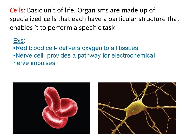 Cells: Basic unit of life. Organisms are made up of specialized cells that each