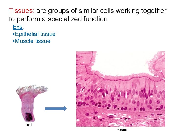 Tissues: are groups of similar cells working together to perform a specialized function Exs: