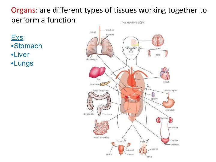 Organs: are different types of tissues working together to perform a function Exs: •