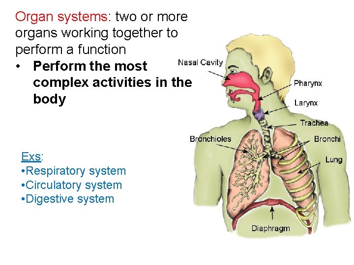 Organ systems: two or more organs working together to perform a function • Perform