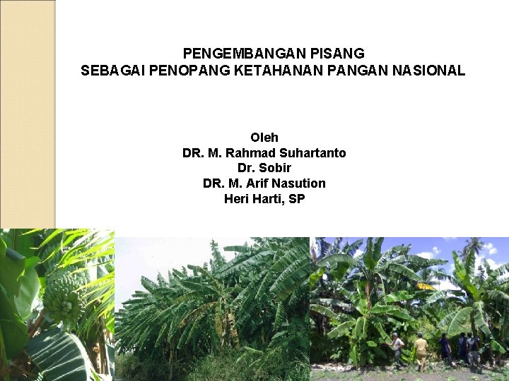 PENGEMBANGAN PISANG SEBAGAI PENOPANG KETAHANAN PANGAN NASIONAL Oleh DR. M. Rahmad Suhartanto Dr. Sobir