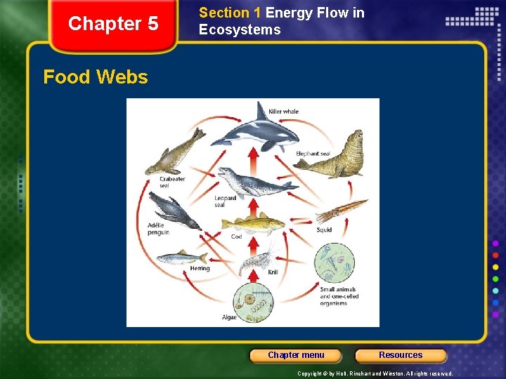 Chapter 5 Section 1 Energy Flow in Ecosystems Food Webs Chapter menu Resources Copyright