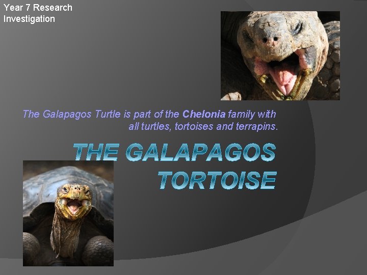 Year 7 Research Investigation The Galapagos Turtle is part of the Chelonia family with