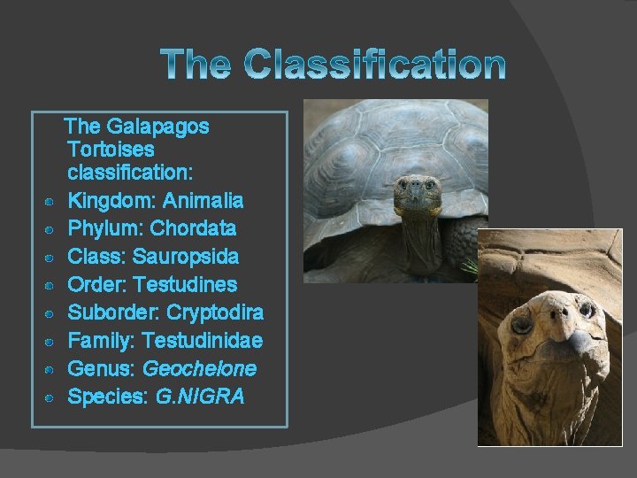 The Galapagos Tortoises classification: Kingdom: Animalia Phylum: Chordata Class: Sauropsida Order: Testudines Suborder: Cryptodira