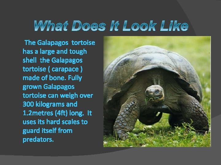 The Galapagos tortoise has a large and tough shell the Galapagos tortoise ( carapace
