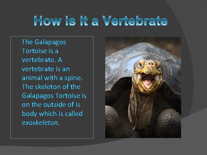 The Galapagos Tortoise is a vertebrate. A vertebrate is an animal with a spine.