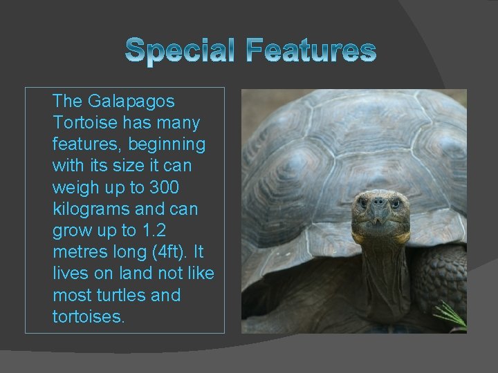 The Galapagos Tortoise has many features, beginning with its size it can weigh up