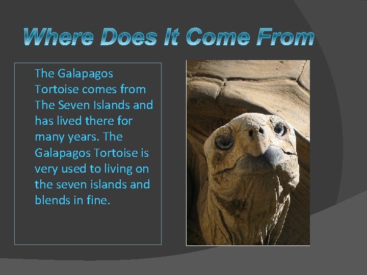 The Galapagos Tortoise comes from The Seven Islands and has lived there for many