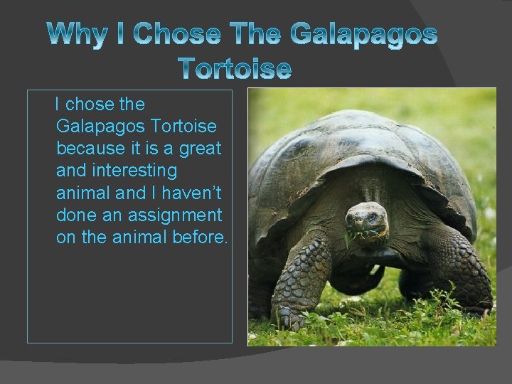 I chose the Galapagos Tortoise because it is a great and interesting animal and