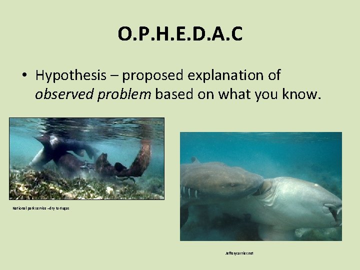 O. P. H. E. D. A. C • Hypothesis – proposed explanation of observed