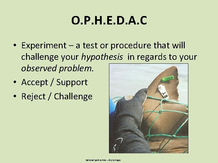 O. P. H. E. D. A. C • Experiment – a test or procedure