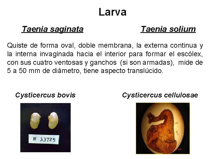 Larva Taenia saginata Taenia solium Quiste de forma oval, doble membrana, la externa continua