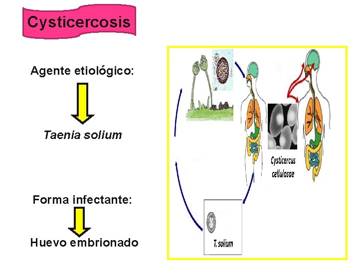 Cysticercosis Agente etiológico: Taenia solium Forma infectante: Huevo embrionado 